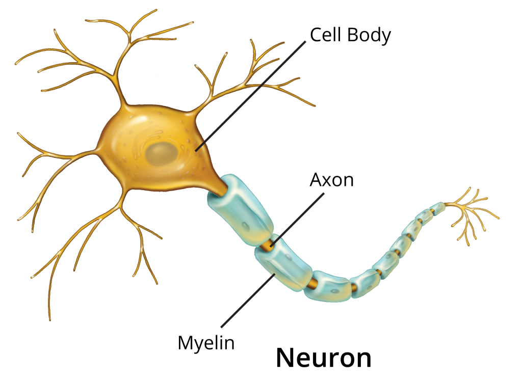 IL-406-R00--Neuron-w-Labels-Transparent-Bkgd