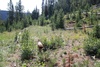 Coarse Gold in Breccia from 95 to 115 feet - 3