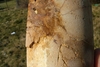 Coarse gold in core at Basin Gulch