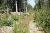 Coarse Gold in Breccia from 95 to 115 feet - 1