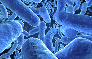 Bacteria