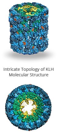 Intricate Topology of KLH Molecular Structure